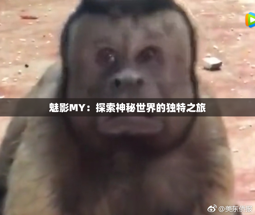 魅影MY：探索神秘世界的独特之旅