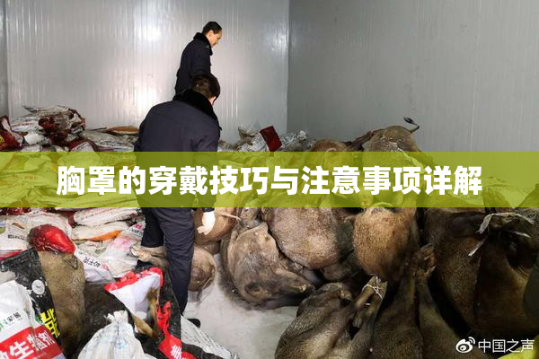 胸罩的穿戴技巧与注意事项详解