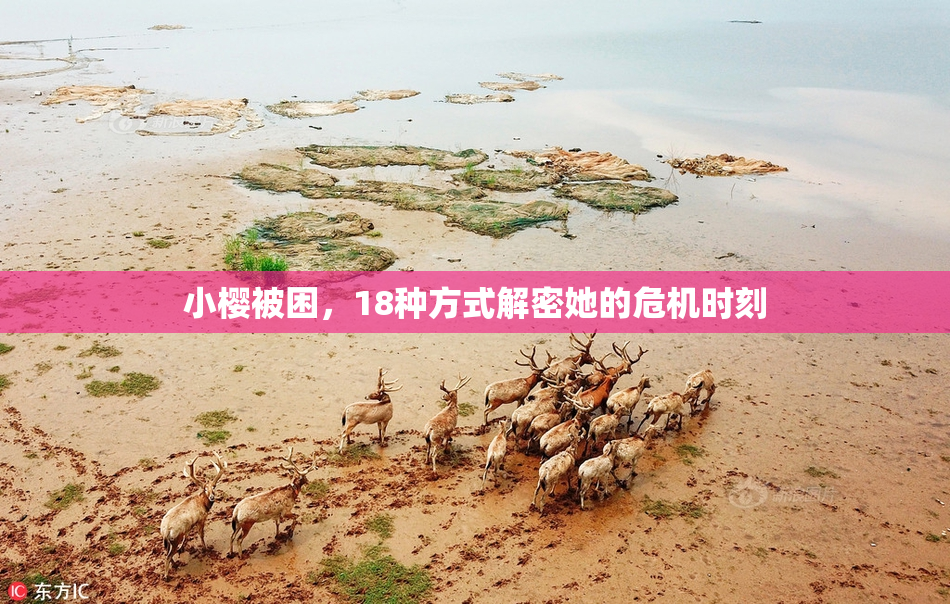 小樱被困，18种方式解密她的危机时刻