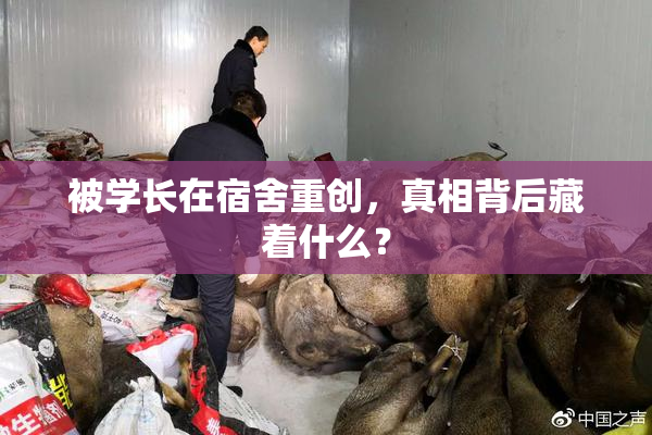 被学长在宿舍重创，真相背后藏着什么？