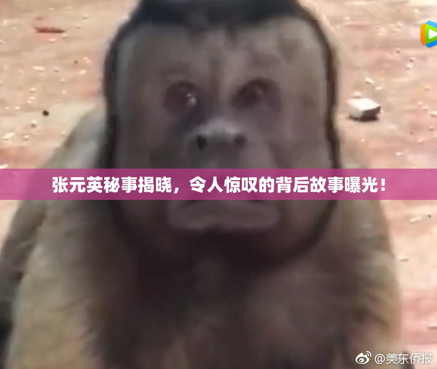 张元英秘事揭晓，令人惊叹的背后故事曝光！