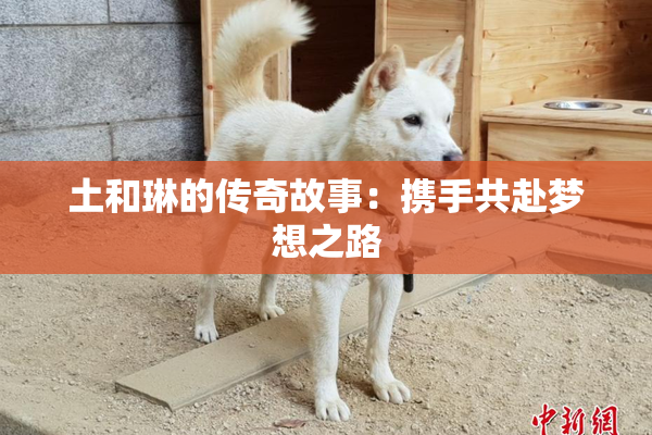 土和琳的传奇故事：携手共赴梦想之路