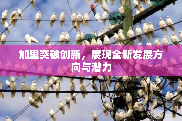 加里突破创新，展现全新发展方向与潜力