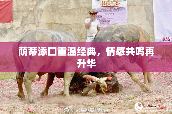 荫蒂添囗重温经典，情感共鸣再升华