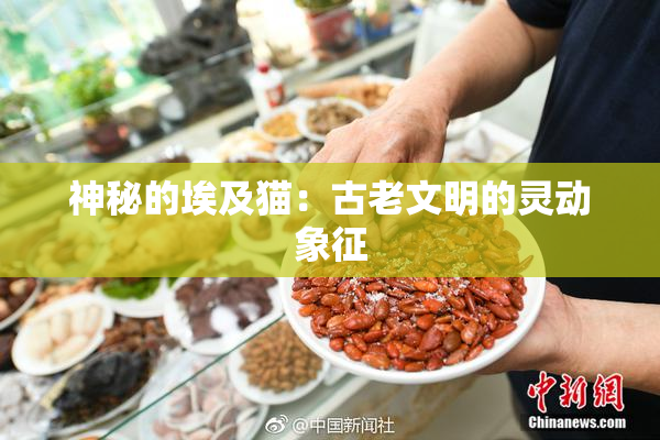 神秘的埃及猫：古老文明的灵动象征