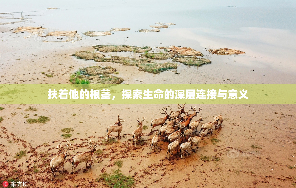 扶着他的根茎，探索生命的深层连接与意义
