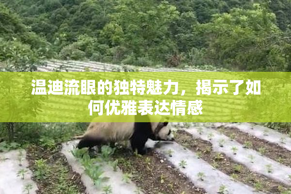 温迪流眼的独特魅力，揭示了如何优雅表达情感