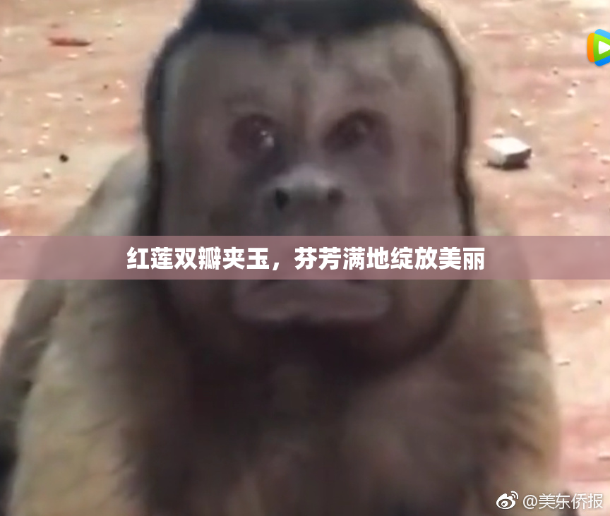 红莲双瓣夹玉，芬芳满地绽放美丽