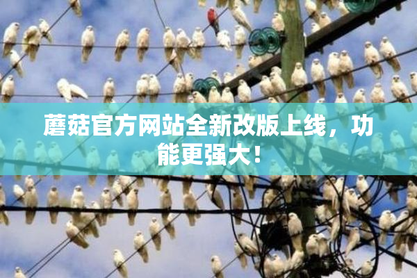蘑菇官方网站全新改版上线，功能更强大！