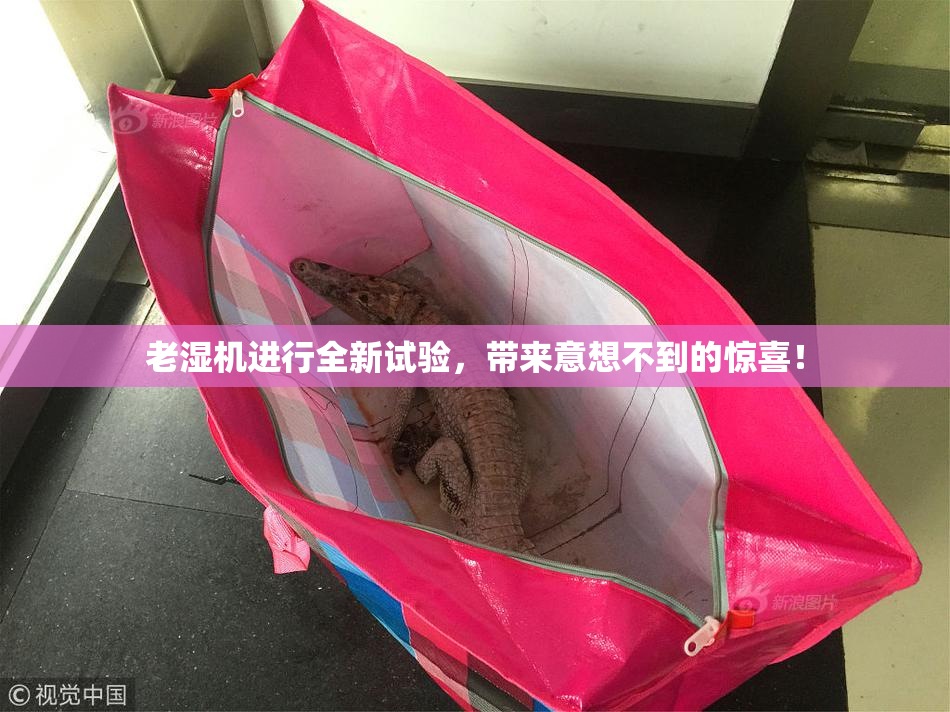 老湿机进行全新试验，带来意想不到的惊喜！