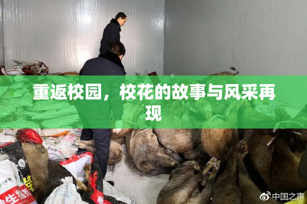 重返校园，校花的故事与风采再现