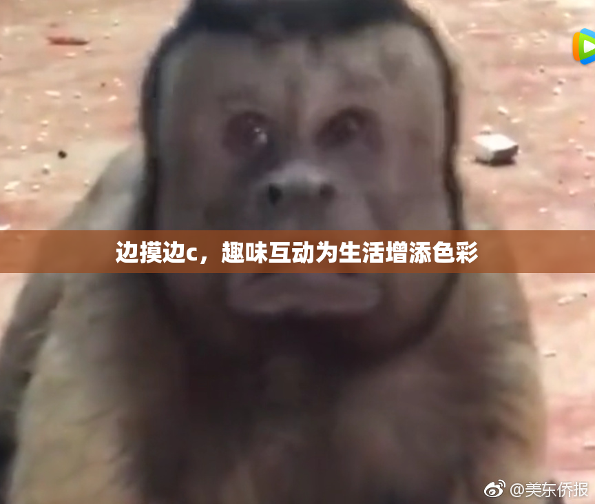 边摸边c，趣味互动为生活增添色彩