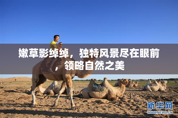 嫩草影绰绰，独特风景尽在眼前，领略自然之美