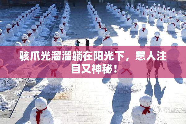 骇爪光溜溜躺在阳光下，惹人注目又神秘！