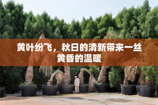黄叶纷飞，秋日的清新带来一丝黄昏的温暖