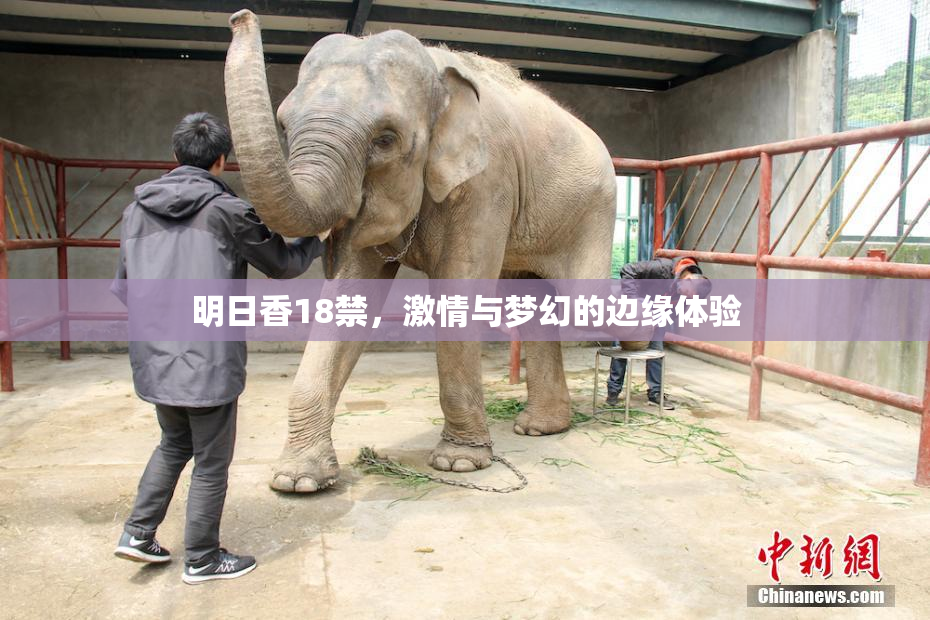 明日香18禁，激情与梦幻的边缘体验