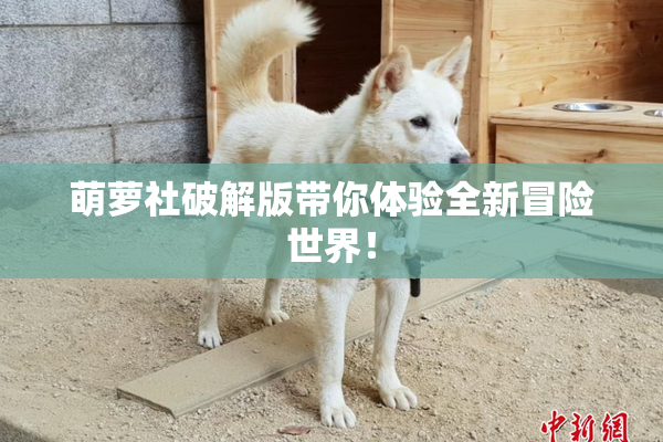 萌萝社破解版带你体验全新冒险世界！