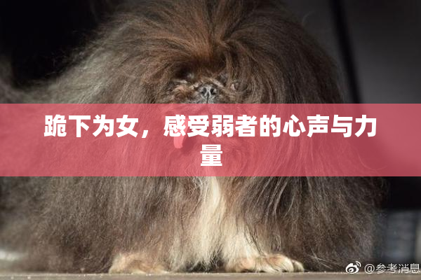 跪下为女，感受弱者的心声与力量