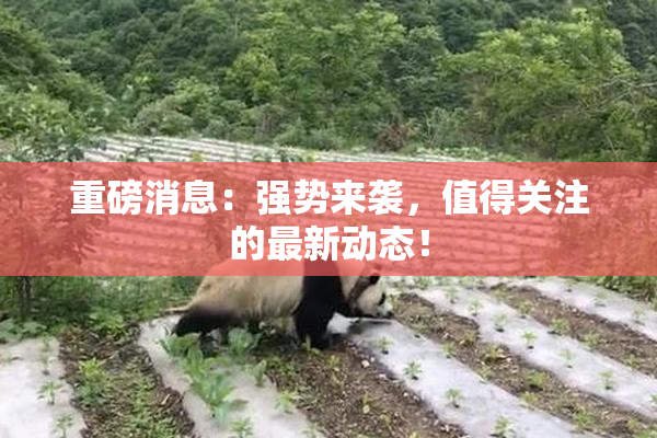 重磅消息：强势来袭，值得关注的最新动态！