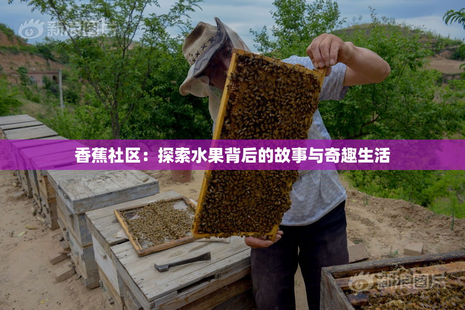 香蕉社区：探索水果背后的故事与奇趣生活