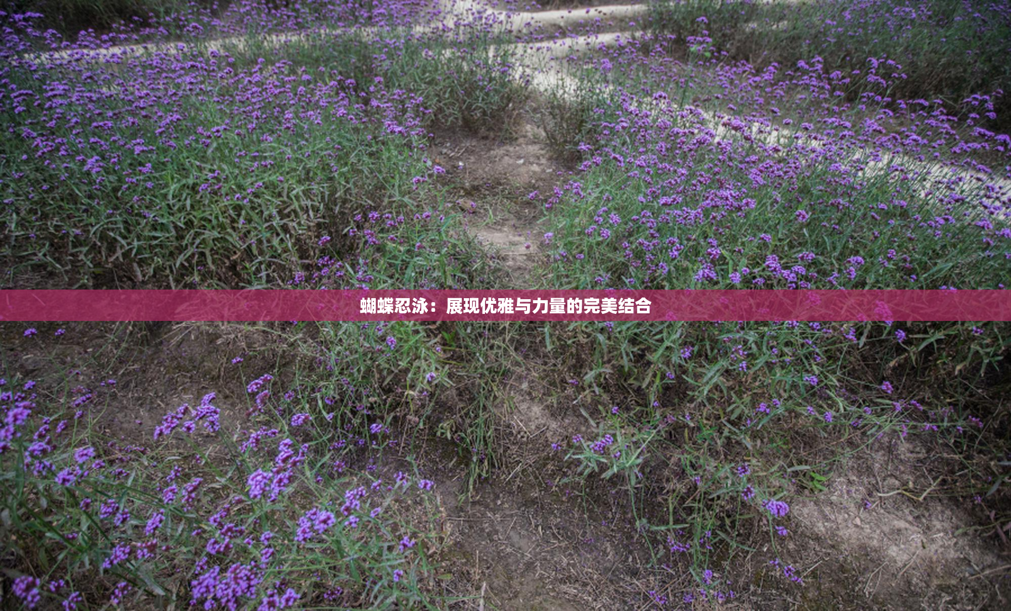 蝴蝶忍泳：展现优雅与力量的完美结合