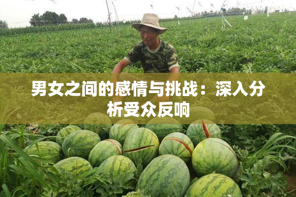男女之间的感情与挑战：深入分析受众反响
