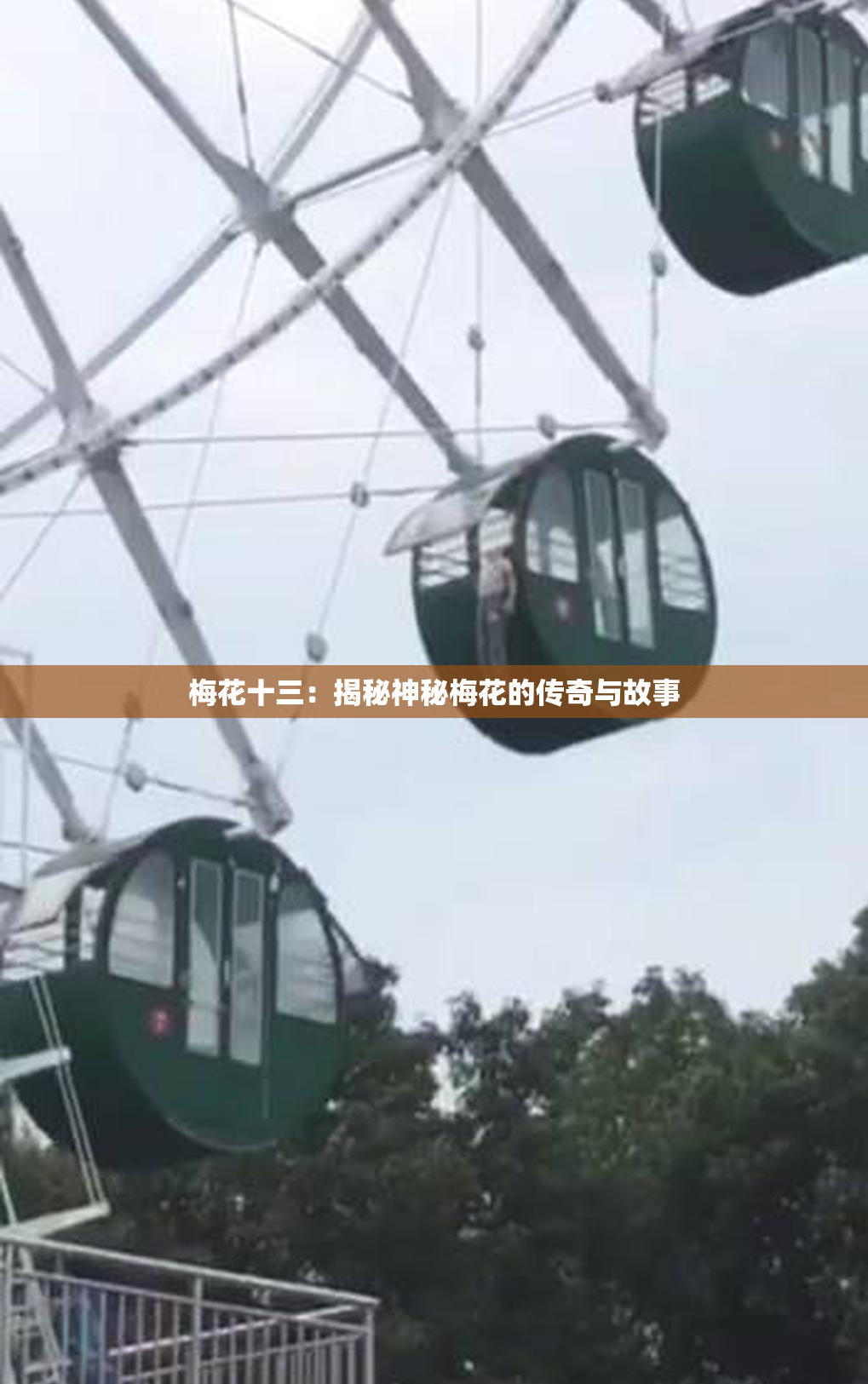 梅花十三：揭秘神秘梅花的传奇与故事