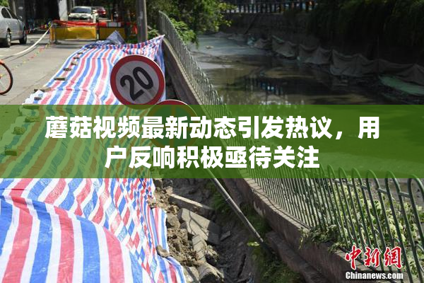 蘑菇视频最新动态引发热议，用户反响积极亟待关注