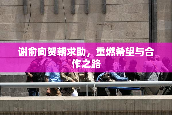 谢俞向贺朝求助，重燃希望与合作之路