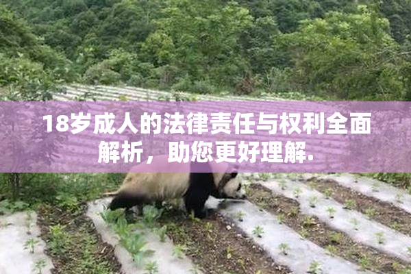 18岁成人的法律责任与权利全面解析，助您更好理解.