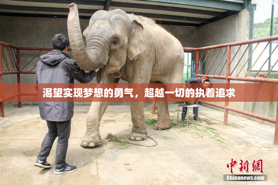渴望实现梦想的勇气，超越一切的执着追求