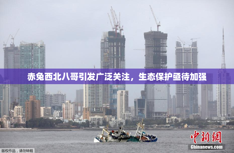 赤兔西北八哥引发广泛关注，生态保护亟待加强