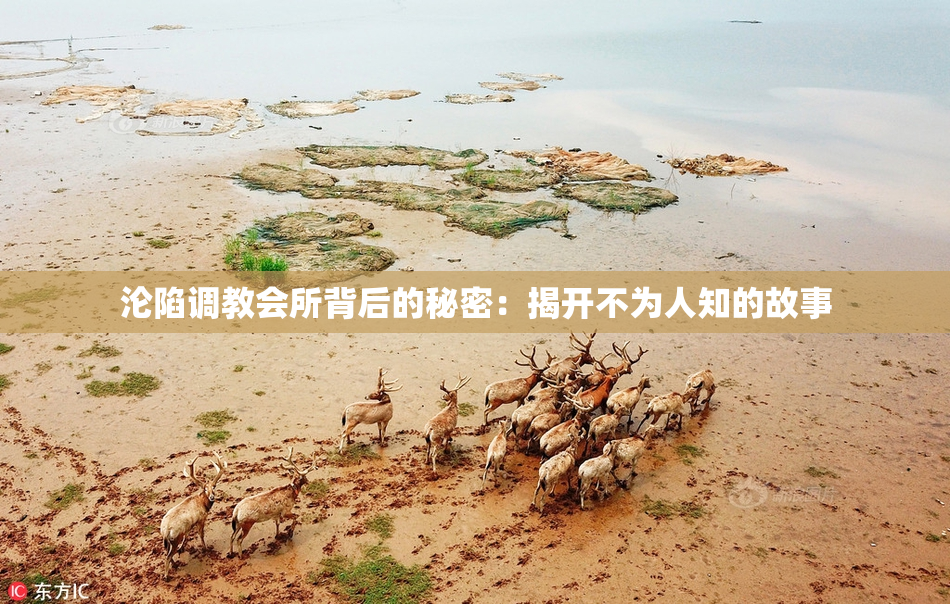 沦陷调教会所背后的秘密：揭开不为人知的故事