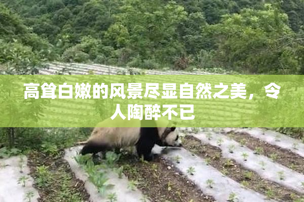 高耸白嫩的风景尽显自然之美，令人陶醉不已