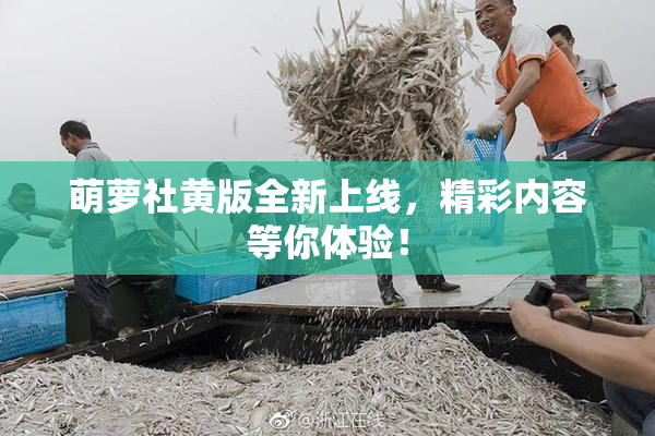 萌萝社黄版全新上线，精彩内容等你体验！