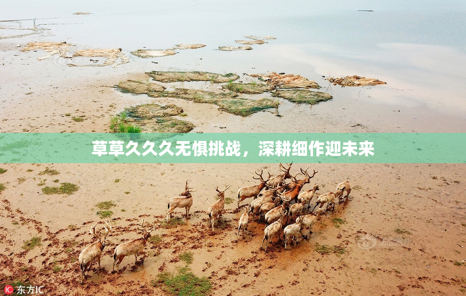 草草久久久无惧挑战，深耕细作迎未来