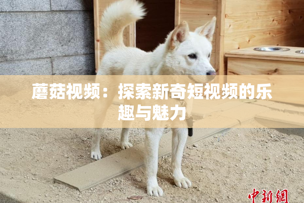 蘑菇视频：探索新奇短视频的乐趣与魅力