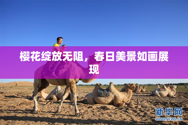 樱花绽放无阻，春日美景如画展现