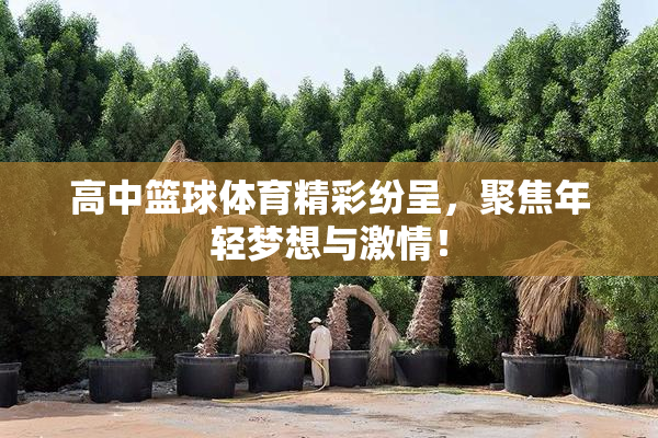 高中篮球体育精彩纷呈，聚焦年轻梦想与激情！