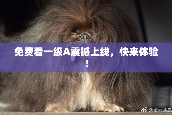 免费看一级A震撼上线，快来体验！