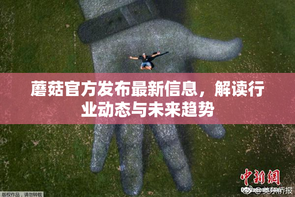 蘑菇官方发布最新信息，解读行业动态与未来趋势