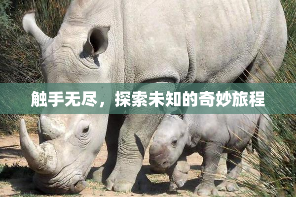 触手无尽，探索未知的奇妙旅程