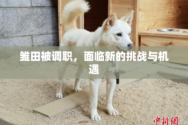 雏田被调职，面临新的挑战与机遇