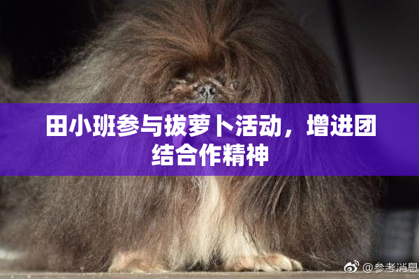田小班参与拔萝卜活动，增进团结合作精神